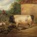 Portrait of a prize pig, property of Squire Weston of Essex